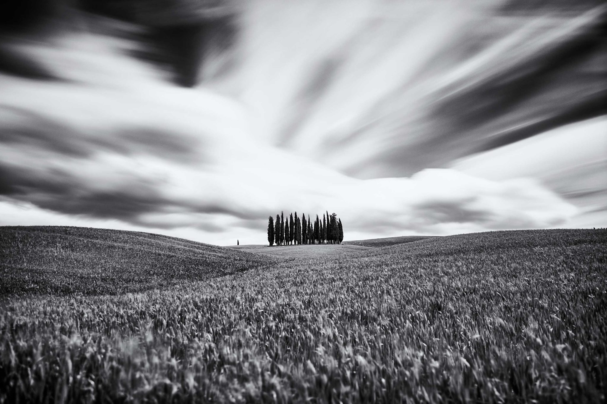 Toskana, Val d'Orcia, Herbst, Workshop, Workshops, Fotografie, Panorama, Photography, Ernst Merkhofer, Torrenieri, San Quirico d'Orcia, famous trees, bnw , schwarz-weiss, sw